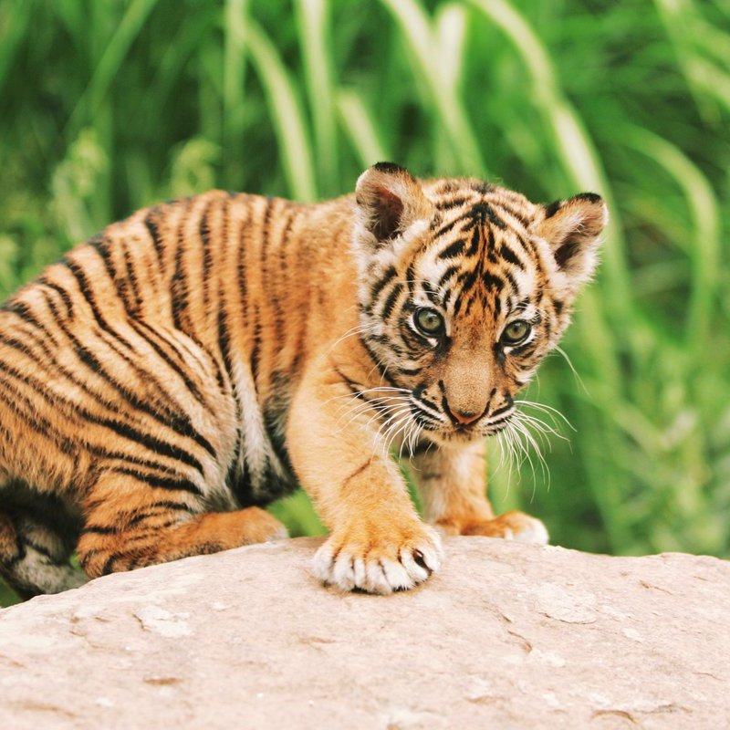 L&rsquo;Occidental, un vrai faux ami de la&nbsp;nature.